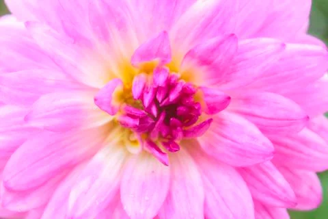Dahlia flowers Stock Photos