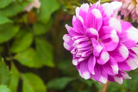 Dahlia flowers Stock Photos