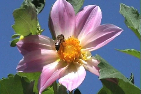 Dahlia Stock Footage