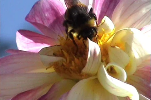 Dahlia Stock Footage