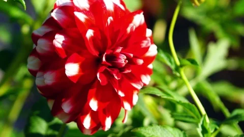 Dahlia Stock Footage 81476161