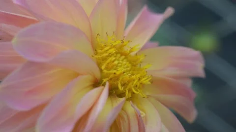 Dahlia in the garden Stock-Footage 141276706