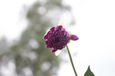 Dahlia is a genus of bushy. Stock Photos