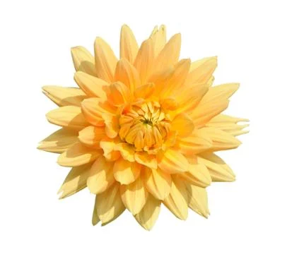 Dahlia, isolated Stock Photos