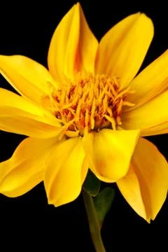 Dahlia isolated Stock Photos