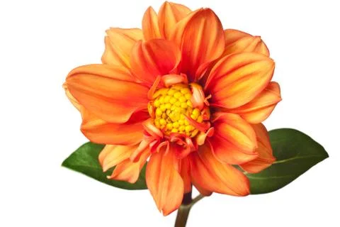 Dahlia isolated Stock Photos