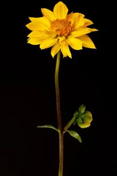 Dahlia isolated Foto stock