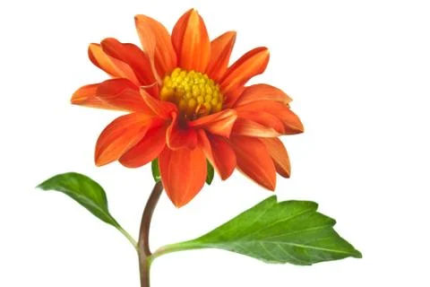 Dahlia isolated Stock Photos