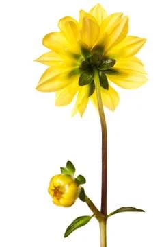 Dahlia isolated Foto stock