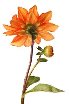 Dahlia isolated Stock Photos