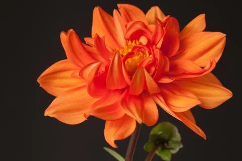 Dahlia isolated Stock Photos