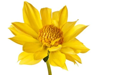 Dahlia isolated Foto stock