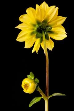 Dahlia isolated Stock Photos