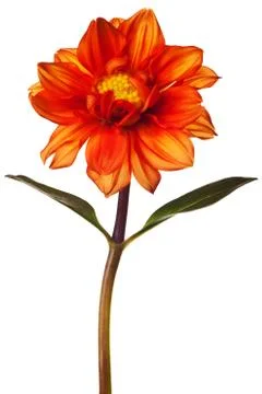Dahlia isolated Stock Photos