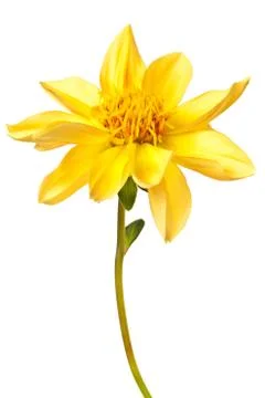 Dahlia isolated Stock Photos