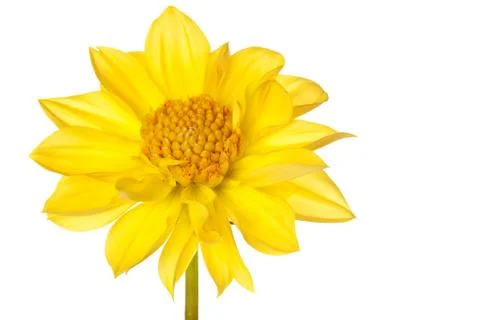 Dahlia isolated Stock Photos
