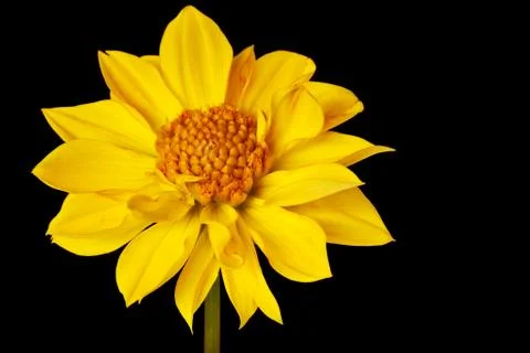 Dahlia isolated Stock Photos