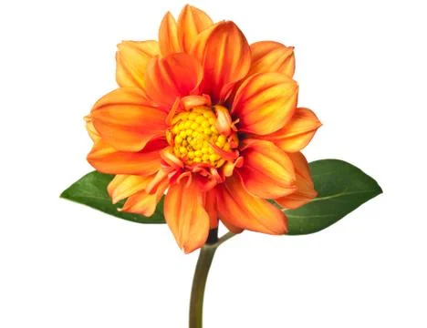 Dahlia isolated Stock Photos