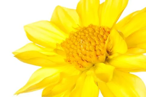 Dahlia isolated Stock Photos