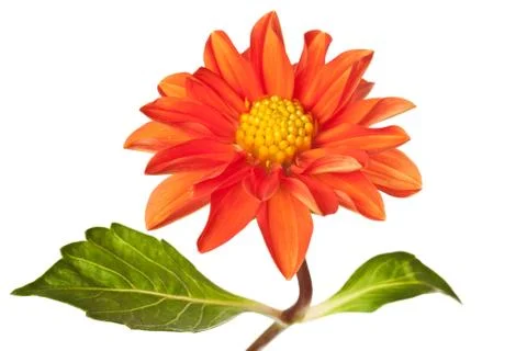 Dahlia isolated Stock Photos