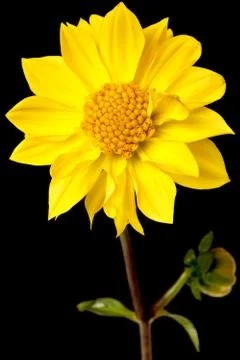 Dahlia isolated Stock Photos