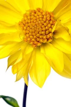 Dahlia isolated Stock Photos