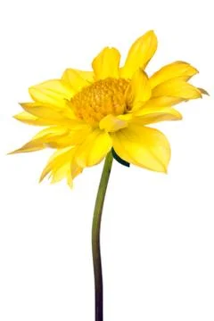 Dahlia isolated Stock Photos