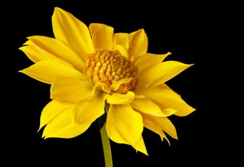 Dahlia isolated Stock Photos