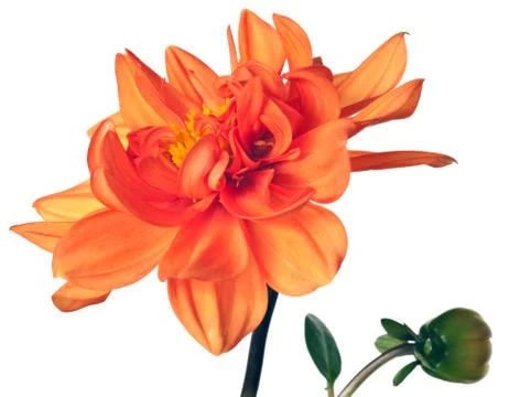 Dahlia isolated Stock Photos