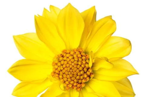 Dahlia isolated Stock Photos
