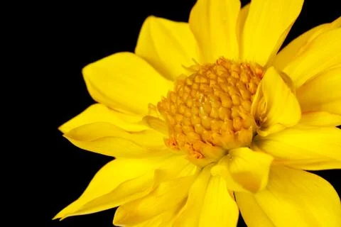 Dahlia isolated Foto stock