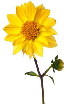 Dahlia isolated Stock Photos