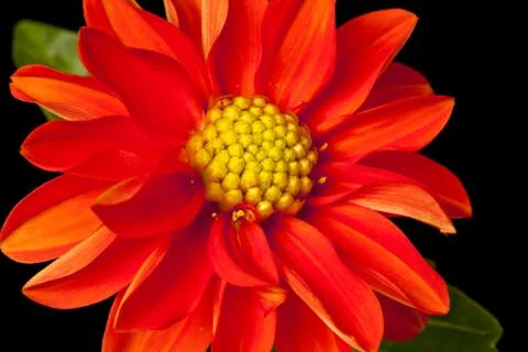 Dahlia isolated Foto stock