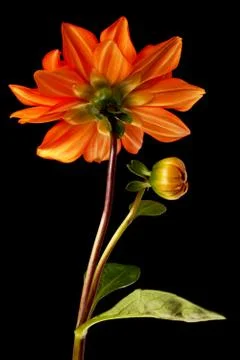 Dahlia isolated Stock Photos