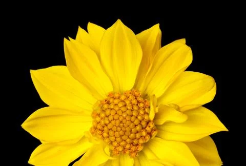 Dahlia isolated Foto stock