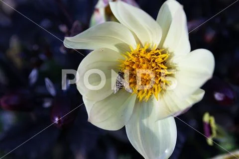 Dahlia with Mimicry Hoverfly Stock Photos