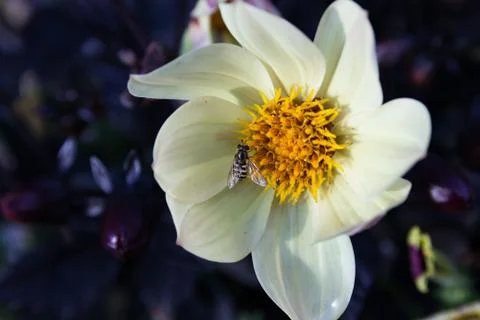 Dahlia with Mimicry Hoverfly Фото