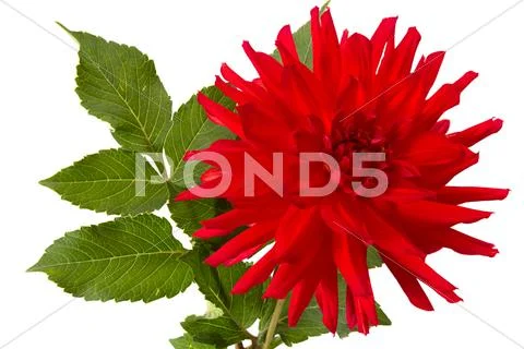 Dahlia Stock Photos