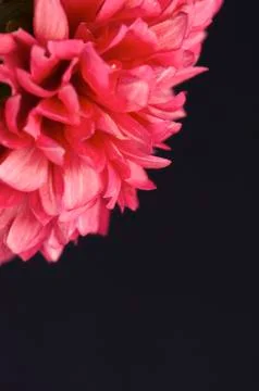 Dahlia Stock Photos
