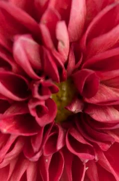 Dahlia Foto stock