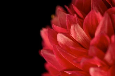 Dahlia Stock Photos