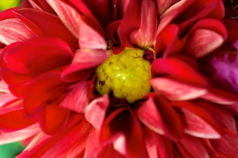 Dahlia Stock Photos