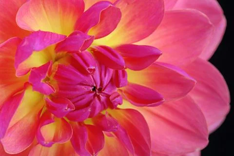 Dahlia Stock Photos