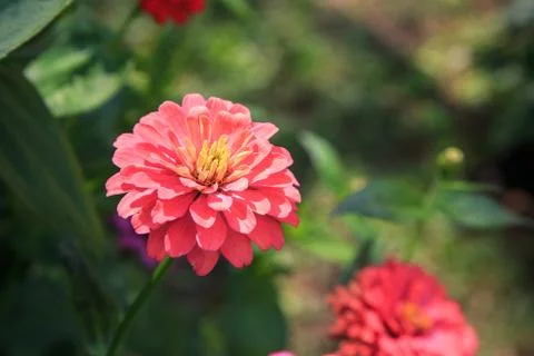 Dahlia Stock-Fotos