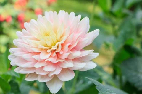 Dahlia Stock Photos