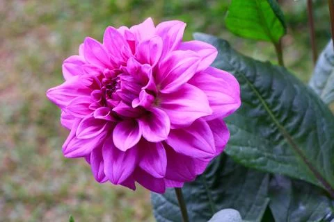 Dahlia Stock-Fotos