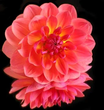 Dahlia Stock Photos