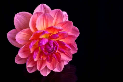 Dahlia Stock Photos