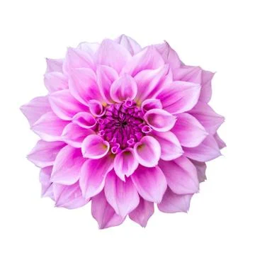Dahlia Stock Photos