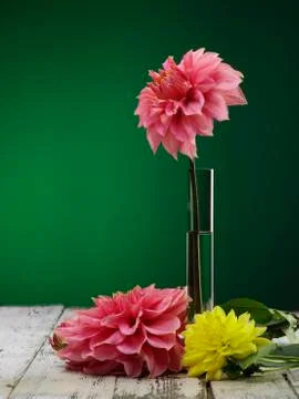 Dahlia Stock Photos